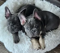 Blue&Tan-AKC Fluffy Carrier, a female French Bulldog for sale in Bellingham, WA – Photo 3 of 7