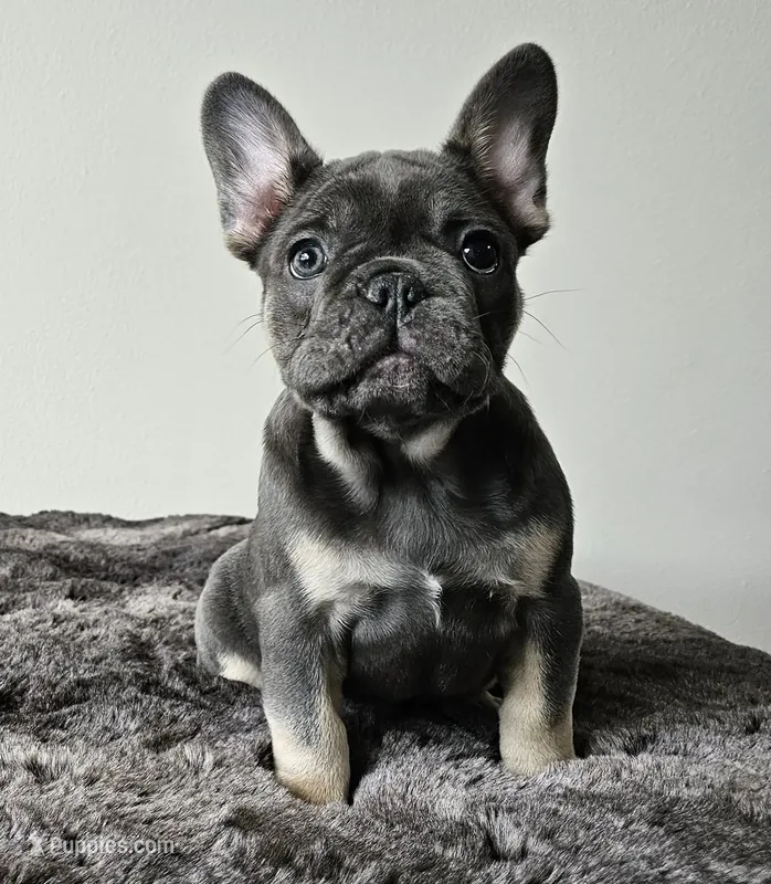 Blue&Tan-AKC Fluffy Carrier