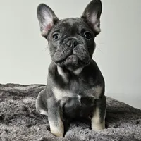 Blue&Tan-AKC Fluffy Carrier, a female French Bulldog for sale in Bellingham, WA – Photo 1 of 7