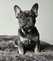 Blue&Tan-AKC Fluffy Carrier, a female French Bulldog for sale in Bellingham, WA – Photo 1 of 7