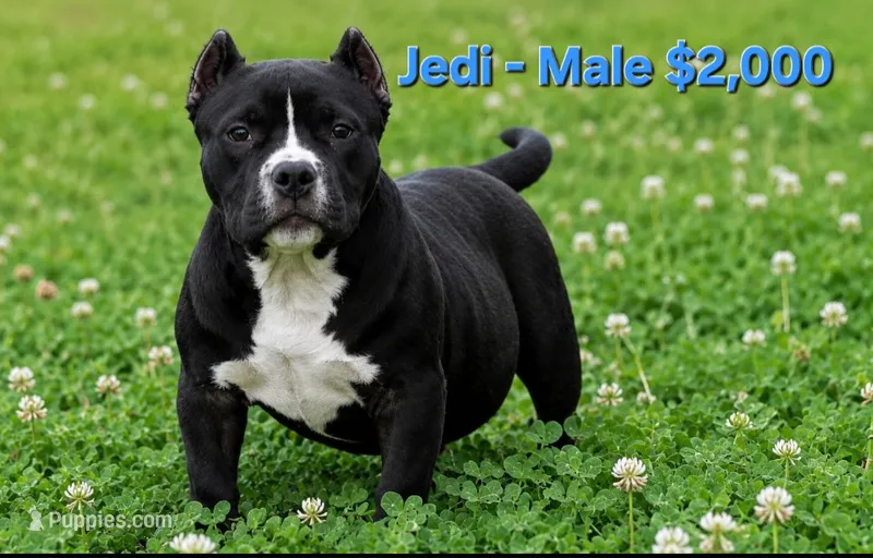 Jedi – American Bully puppy for sale in Puyallup, WA