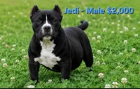 Jedi, a male American Bully for sale in Puyallup, WA – 1 of 1