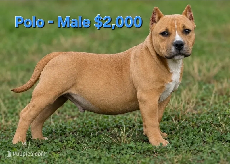 Polo – American Bully puppy for sale in Puyallup, WA