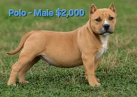 Polo, a male American Bully for sale in Puyallup, WA – 1 of 1