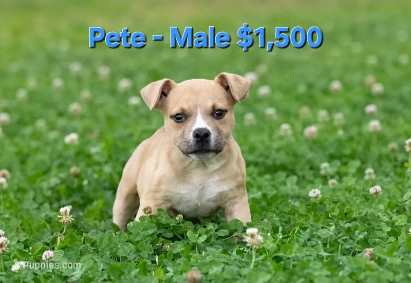 Pete – American Bully puppy for sale in Puyallup, WA