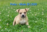 Pete, a male American Bully for sale in Puyallup, WA – 1 of 1
