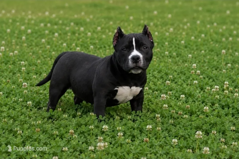 Maverick – American Bully puppy for sale in Puyallup, WA