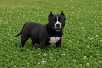 Maverick, a male American Bully for sale in Puyallup, WA – 1 of 1