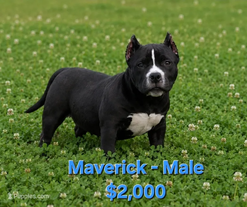 Maverick – American Bully puppy for sale in Puyallup, WA