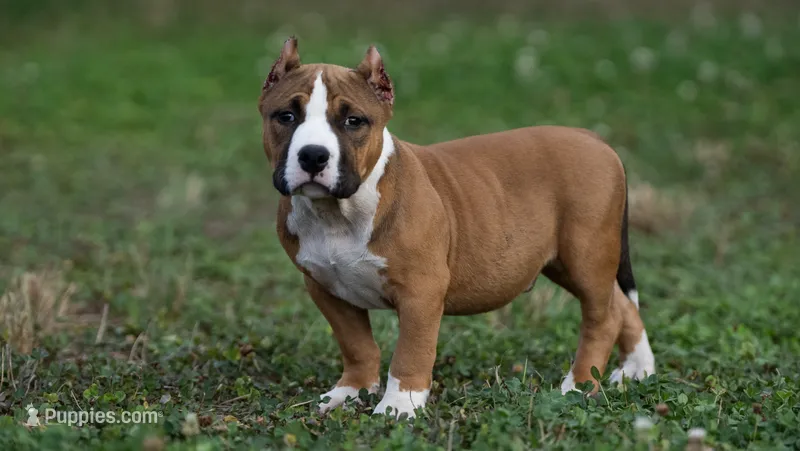 Chester – American Bully puppy for sale in Puyallup, WA
