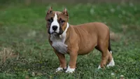 Chester, a male American Bully for sale in Puyallup, WA – 1 of 1