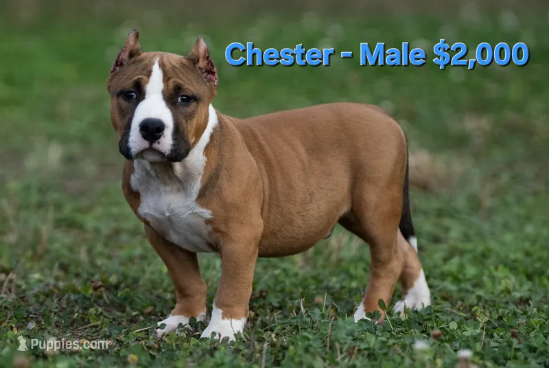 Chester – American Bully puppy for sale in Puyallup, WA