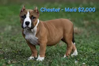 Chester, a male American Bully for sale in Puyallup, WA – 1 of 1