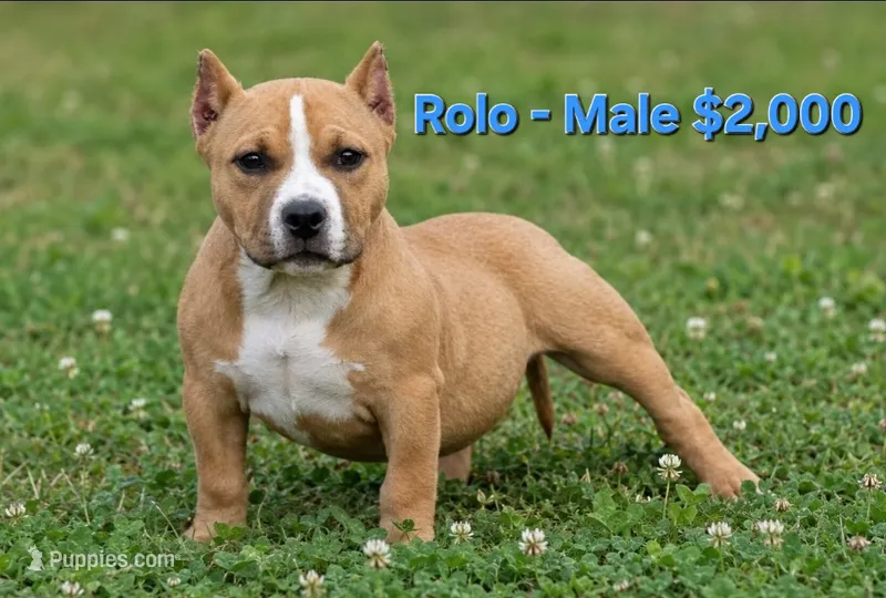 Rolo – American Bully puppy for sale in Puyallup, WA