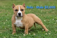 Rolo, a male American Bully for sale in Puyallup, WA – 1 of 1