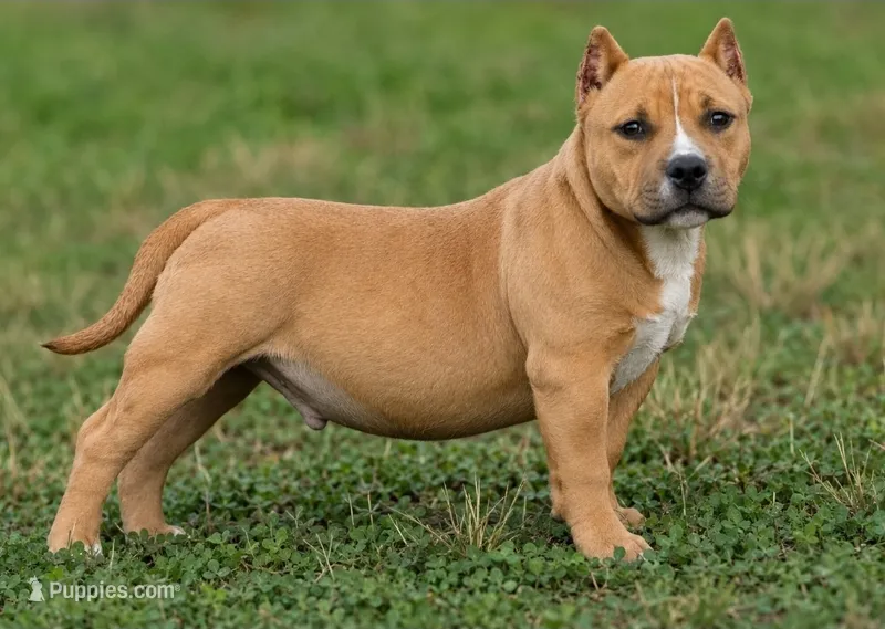 Polo – American Bully puppy for sale in Puyallup, WA