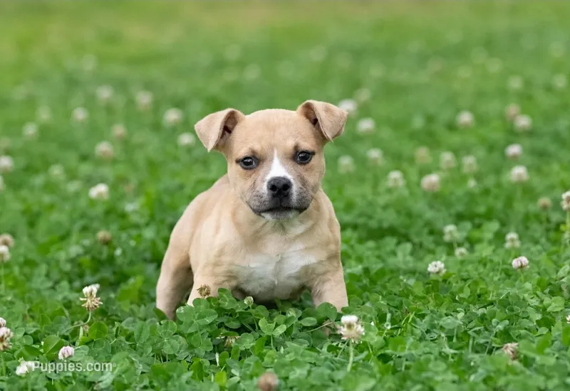 Pete – American Bully puppy for sale in Puyallup, WA
