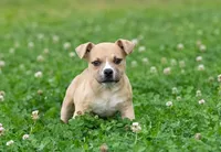 Pete, a male American Bully for sale in Puyallup, WA – 1 of 1