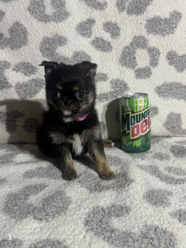 Girl 1 – Pug, Pomchi puppy for sale in Belleville, MI