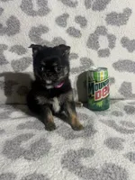 Girl 1, a female Pug and Pomchi for sale in Belleville, MI – 1 of 4