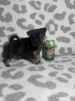 Girl 3, a female Pug and Pomchi for sale in Belleville, MI – 2 of 4
