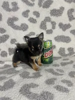 Girl 2, a female Pug and Pomchi for sale in Belleville, MI – 2 of 4