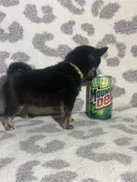 Boy, a male Pug and Pomchi for sale in Belleville, MI – 2 of 3