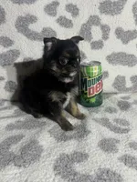Girl 1, a female Pug and Pomchi for sale in Belleville, MI – 3 of 4