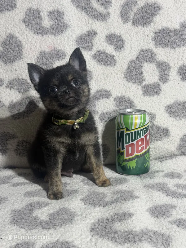 Boy – Pug, Pomchi puppy for sale in Belleville, MI