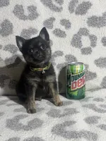 Boy, a male Pug and Pomchi for sale in Belleville, MI – 1 of 3