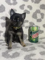 Boy, a male Pug and Pomchi for sale in Belleville, MI – 3 of 3