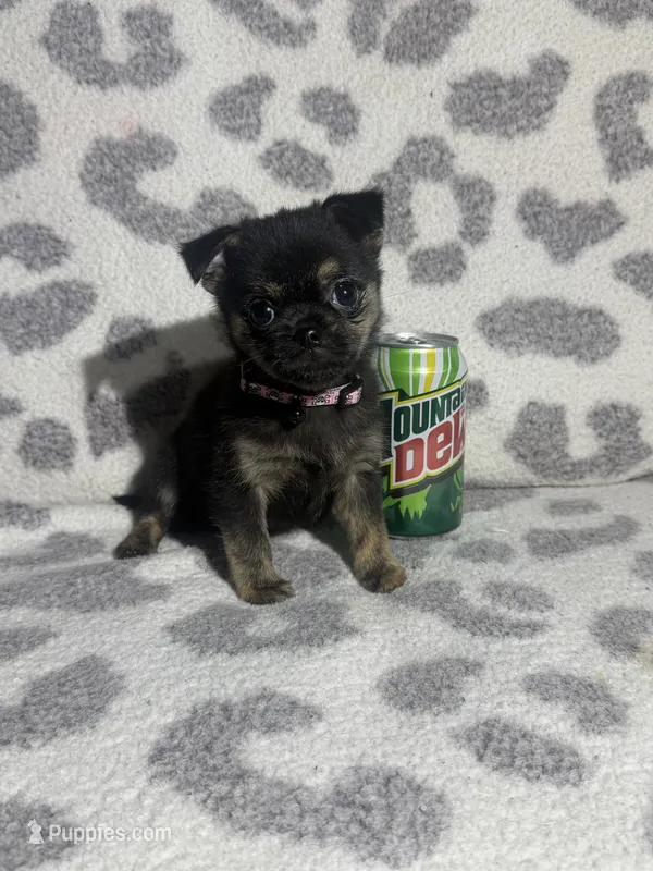 Girl 3, a female Pug and Pomchi for sale in Belleville, MI – 1 of 4