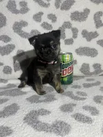 Girl 3, a female Pug and Pomchi for sale in Belleville, MI – 1 of 4