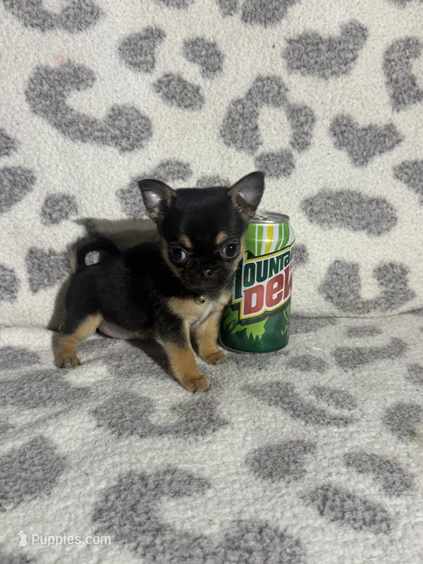 Girl 2 – Pug, Pomchi puppy for sale in Belleville, MI
