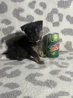 Girl 3, a female Pug and Pomchi for sale in Belleville, MI – 4 of 4