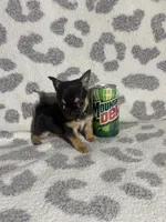 Girl 2, a female Pug and Pomchi for sale in Belleville, MI – 4 of 4