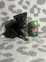 Girl 3, a female Pug and Pomchi for sale in Belleville, MI – 3 of 4