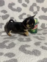 Girl 2, a female Pug and Pomchi for sale in Belleville, MI – 3 of 4