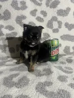 Girl 1, a female Pug and Pomchi for sale in Belleville, MI – 4 of 4