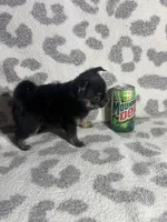 Girl 1, a female Pug and Pomchi for sale in Belleville, MI – 2 of 4