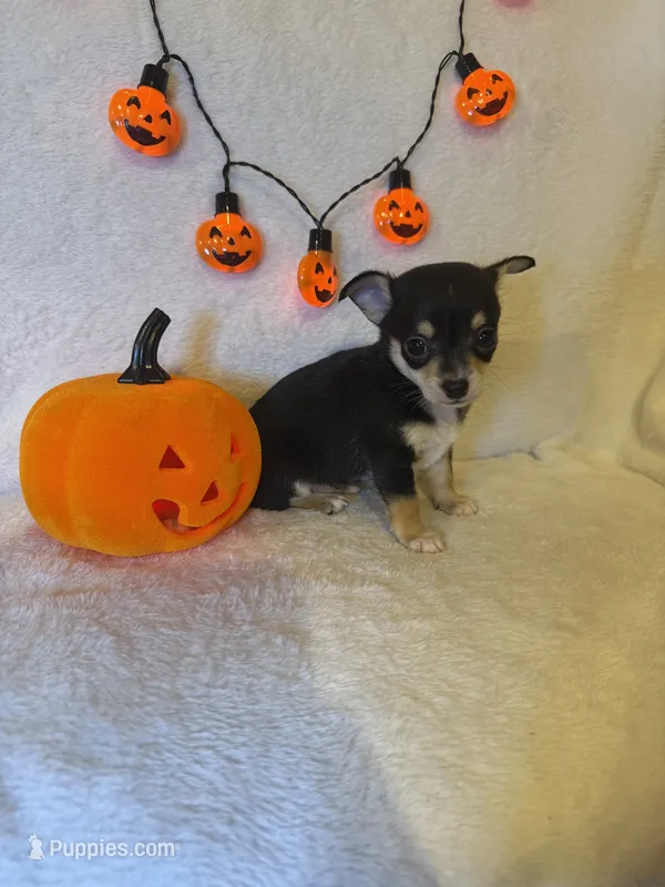Midnight  – Chihuahua puppy for sale in Griffin, GA