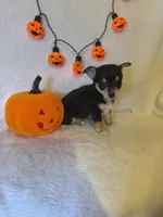 Midnight , a male Chihuahua for sale in Griffin, GA – 1 of 2