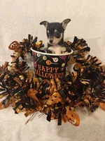 Midnight , a male Chihuahua for sale in Griffin, GA – 2 of 2