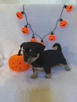 Pumpkin , a male Chihuahua for sale in Griffin, GA – 2 of 3