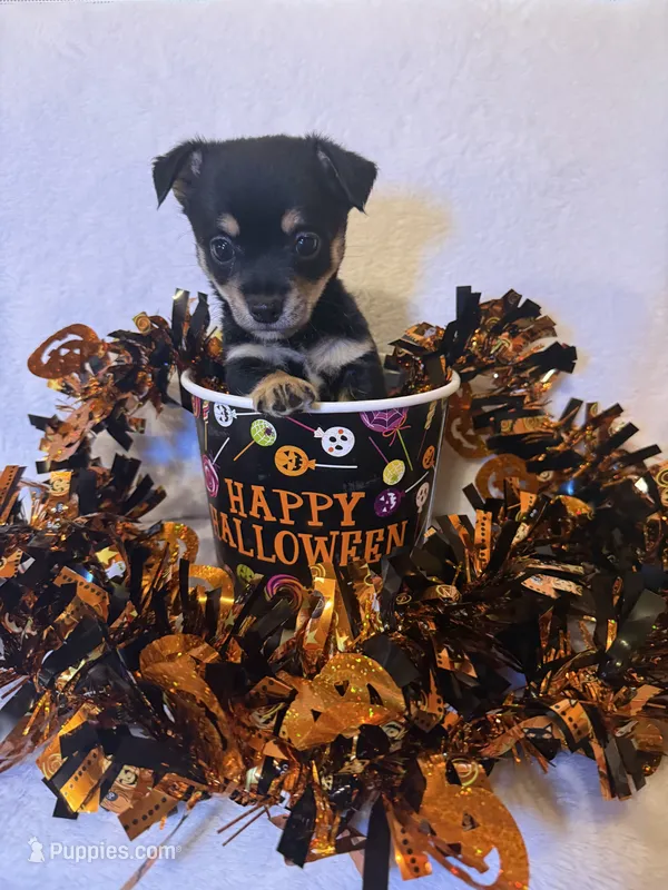 Pumpkin  – Chihuahua puppy for sale in Griffin, GA