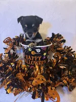 Pumpkin , a male Chihuahua for sale in Griffin, GA – 1 of 3