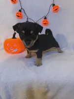 Pumpkin , a male Chihuahua for sale in Griffin, GA – 3 of 3