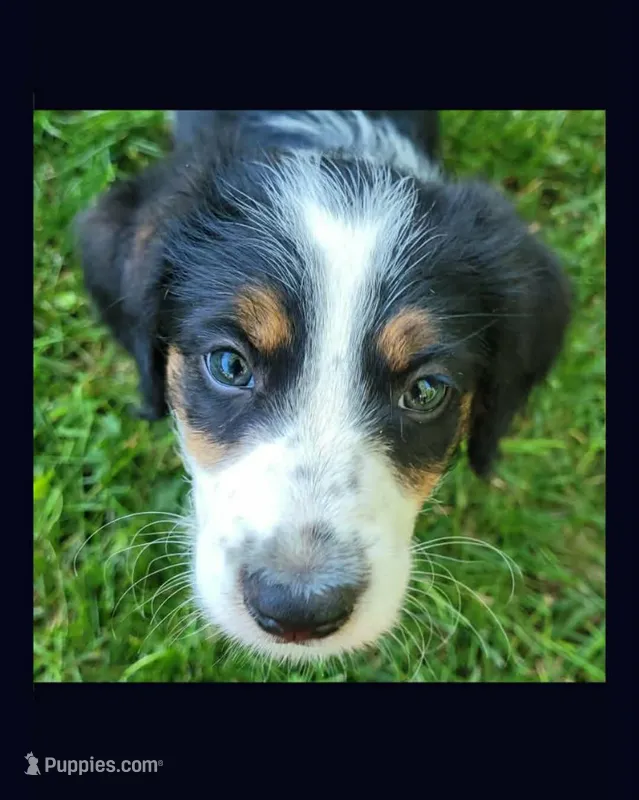 Molly  – Border Collie, Poodle - Standard  puppy for sale in Bagley, MN