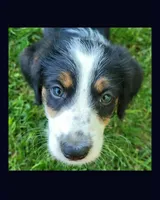 Molly , a female Border Collie and Poodle - Standard  for sale in Bagley, MN – 1 of 1
