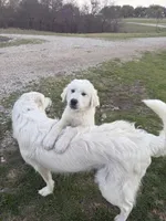 Maverick, a male Great Pyrenees for sale in Weatherford, TX – 2 of 7